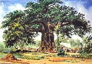 Baobab Tree